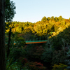 木々×橋
