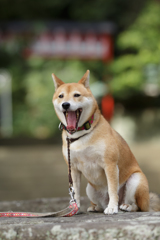 なつとなつ
