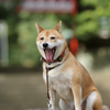 なつとなつ