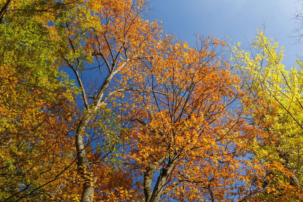 紅葉×青空