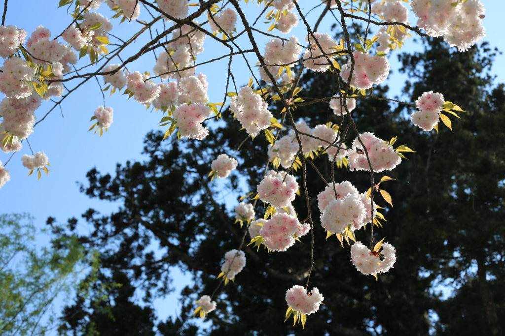 鹽竈神社　桜