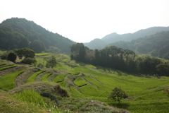 棚田