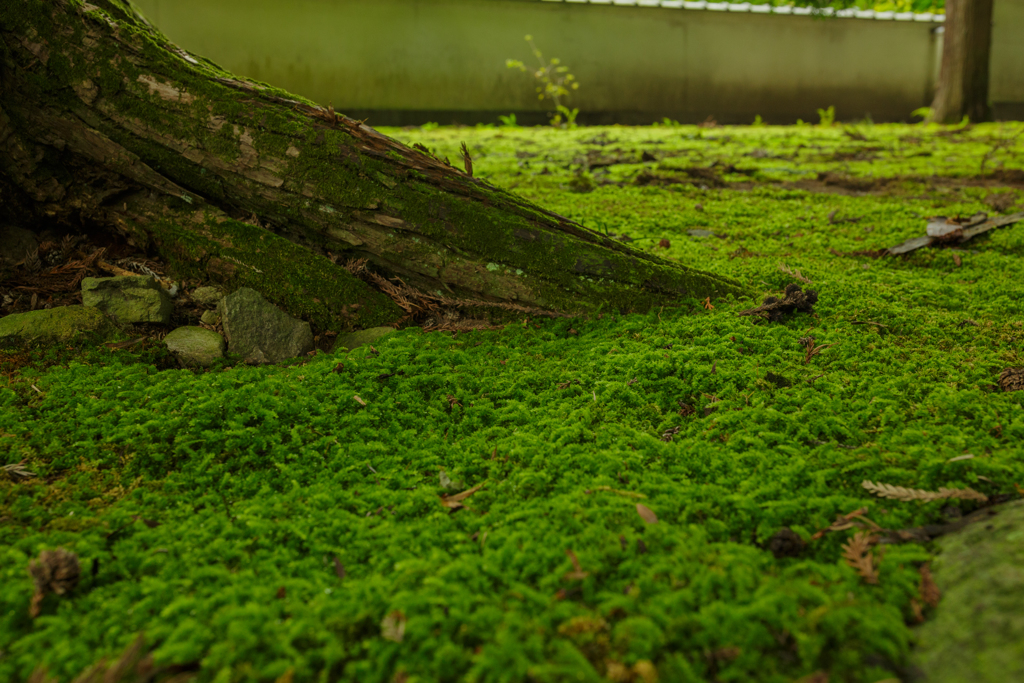 木×苔