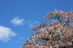 花吹雪