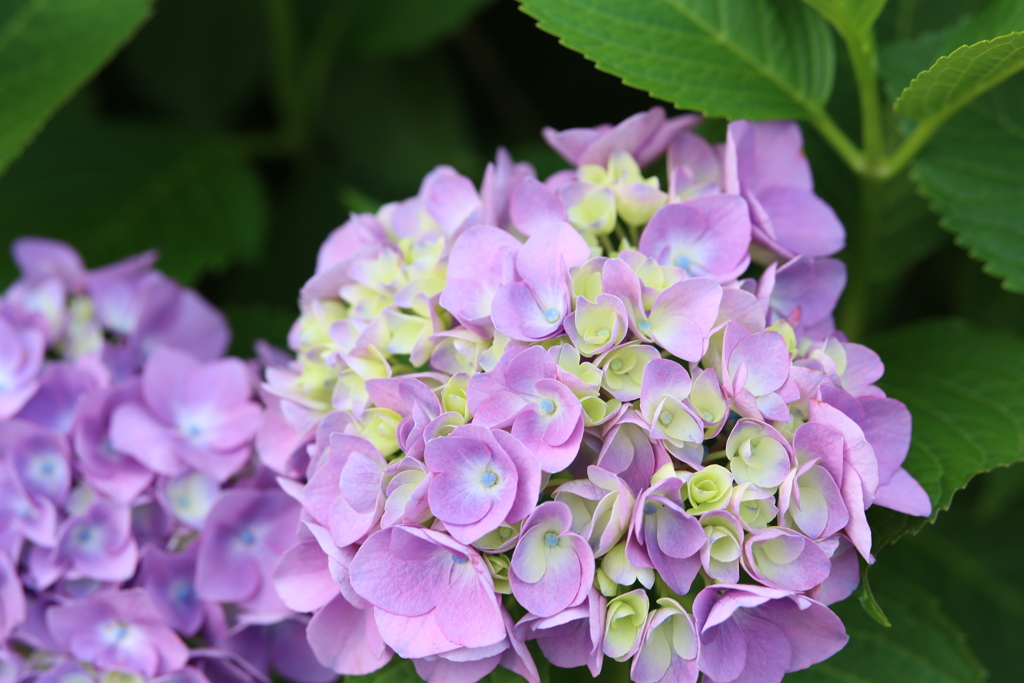 紫陽花