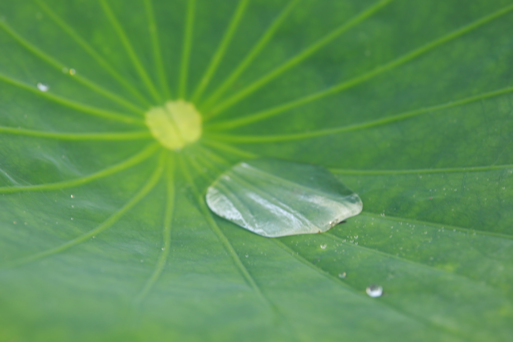 朝露