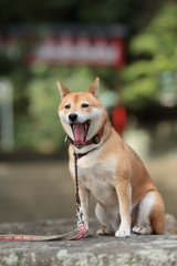 なつとなつ