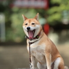 なつとなつ