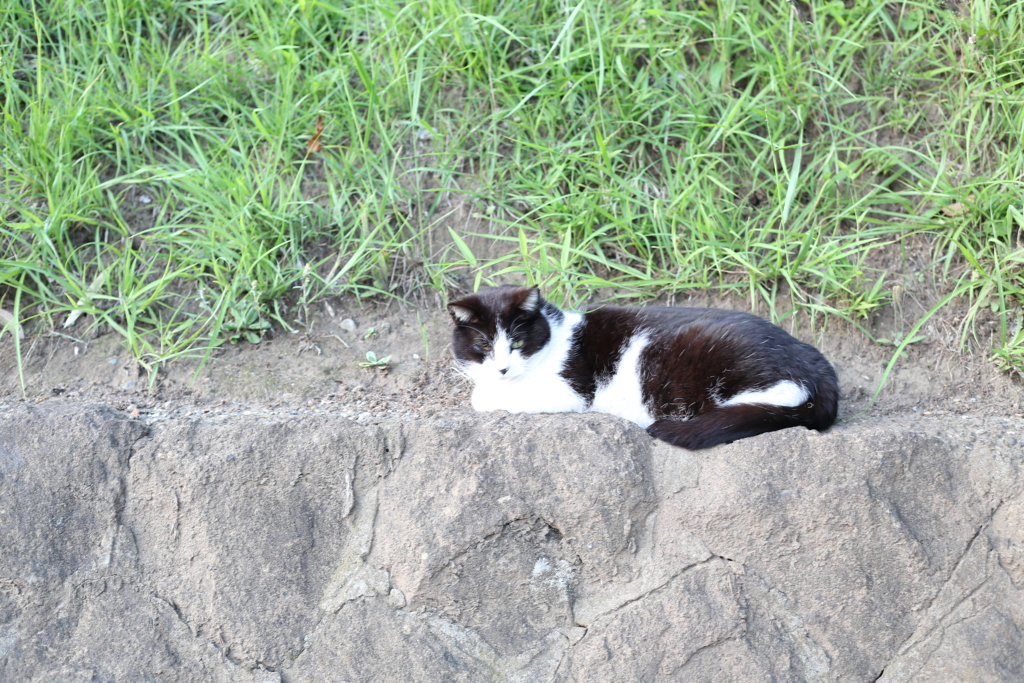 近寄るも逃げられる！