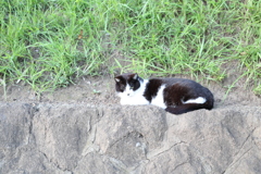 近寄るも逃げられる！