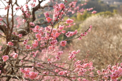 梅