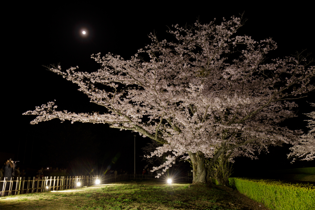 桜