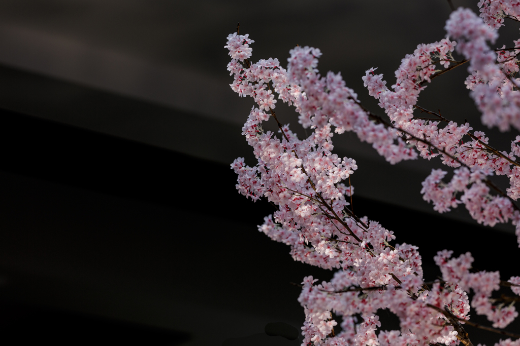 桜