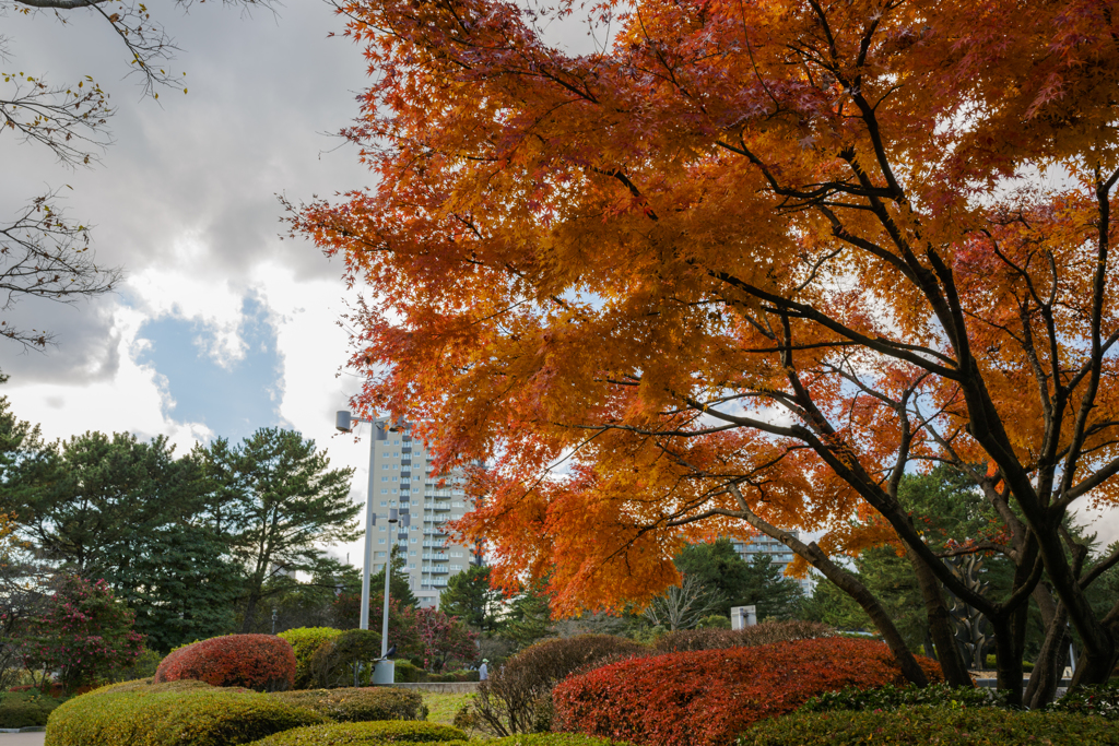 今年の紅葉