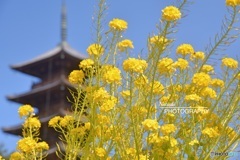 備中国分寺03