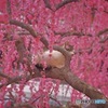 八木のしだれ梅