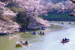 桜のある風景③