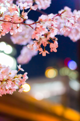 桜のある風景①