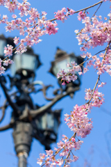 桜のある風景①