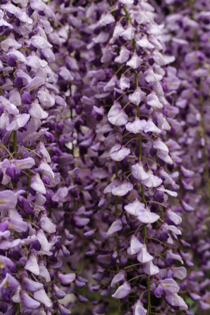 雨の藤