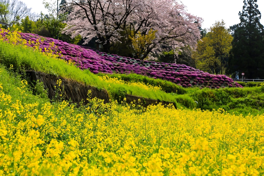 まだまだ春だねー2