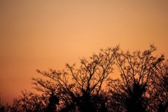 夕暮れに浮かぶシルエット