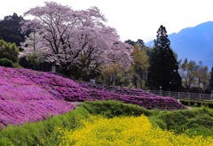 まだまだ春だねー