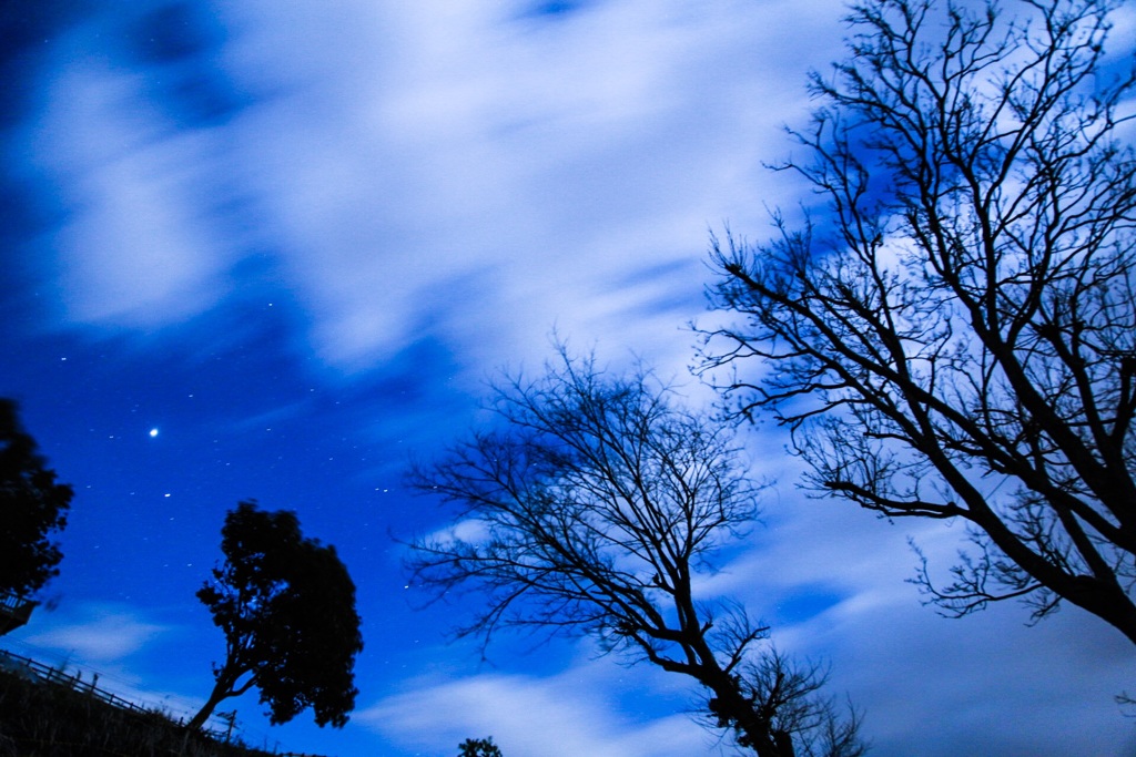 空と木