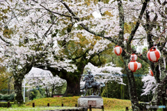 桜の中を走る美少年