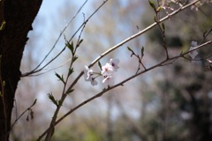 満開まだかなー