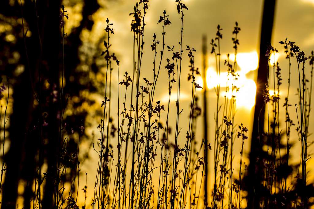 散歩道に咲く小さな花