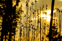 散歩道に咲く小さな花