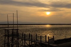 有明海のむつごろうがいっぱいいた！