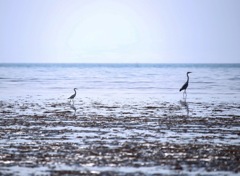 わたしあなたに付いていきます