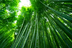 嵯峨野の竹林