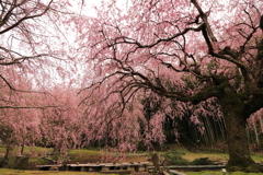 枝垂れ桜