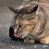 ぺろり*