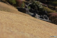 日向ぼっこ*