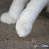 きゃっとはんど*