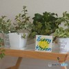 Sunny kitchen*