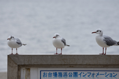 ユリカモメ