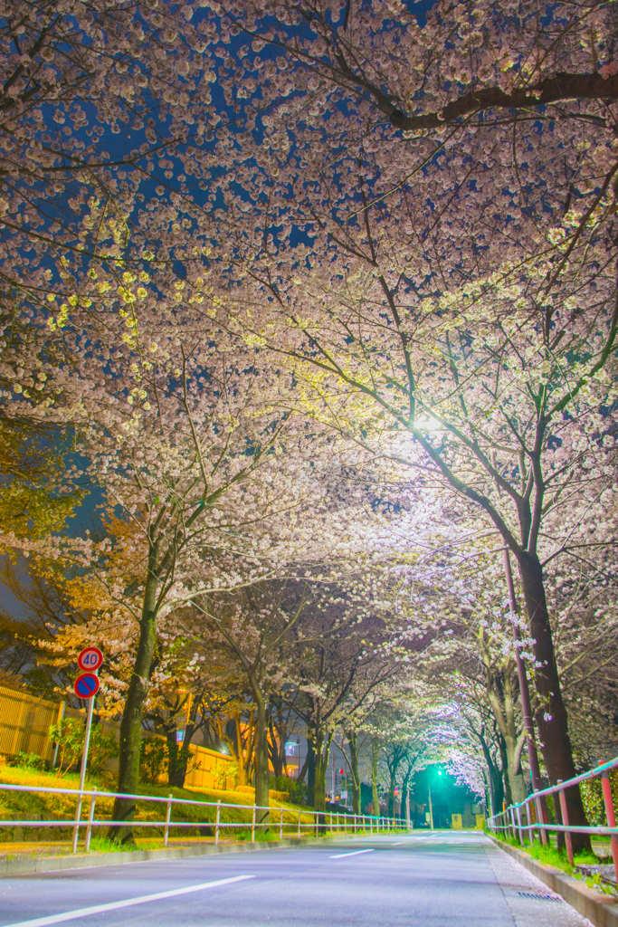 夜桜