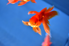 金魚
