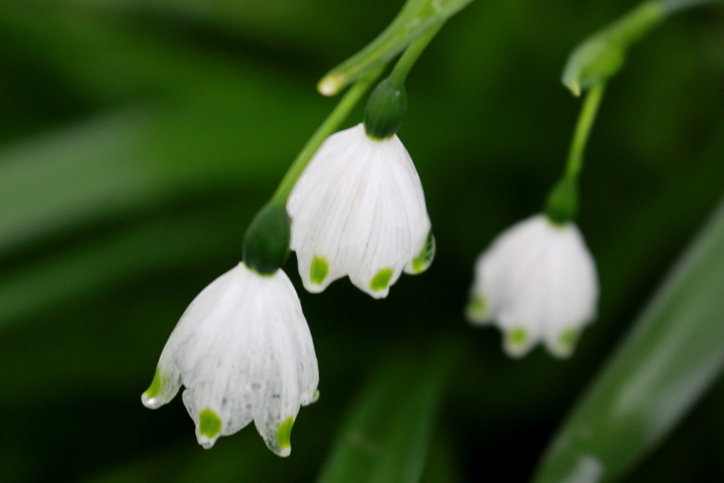 花つたう雨しずく