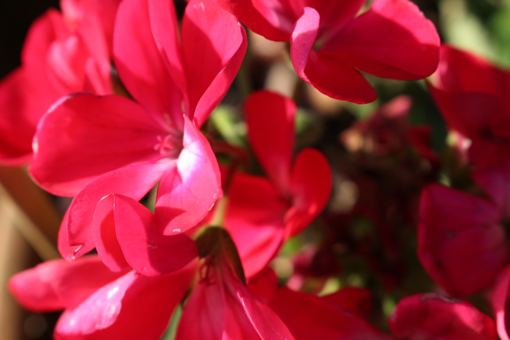 ベゴニアの花その壱