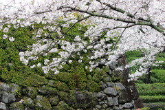 城壁と桜