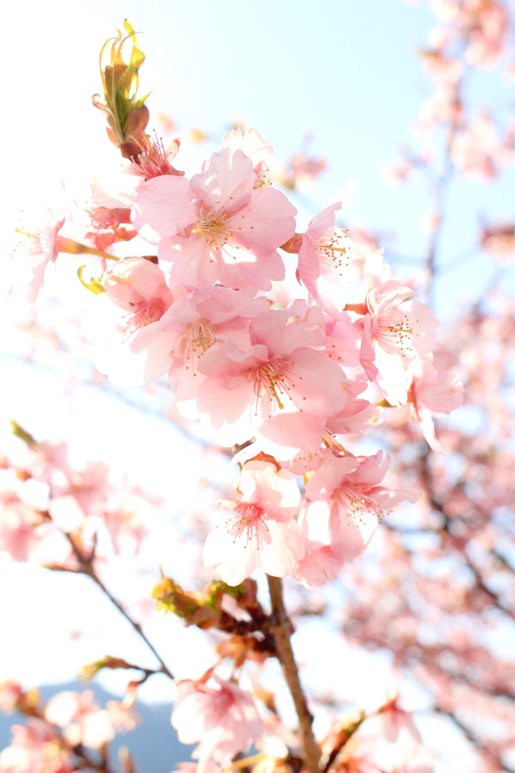 光彩の中の桜
