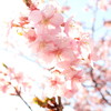光彩の中の桜