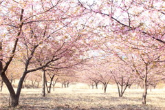 春を呼ぶ桜　