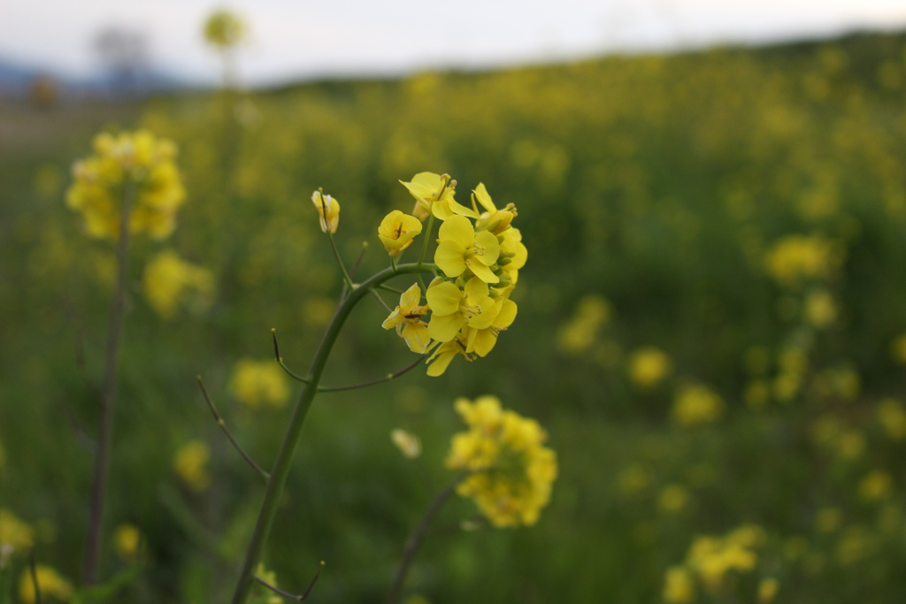 菜の花「君に決めた」